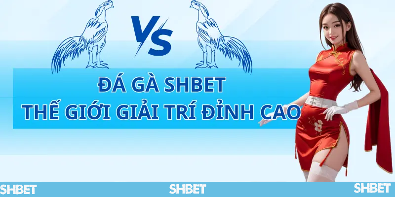 đá gà Shbet